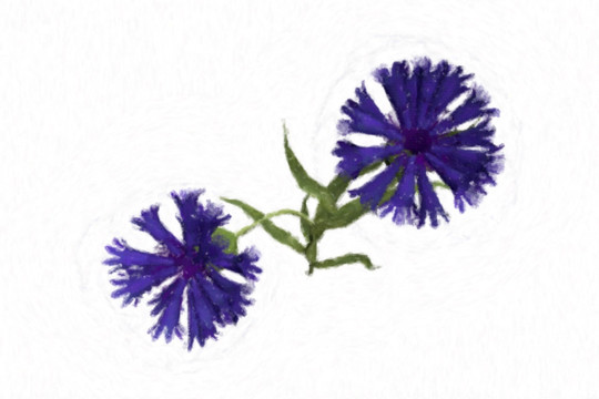 油畫(huà)風(fēng)格的矢車(chē)菊