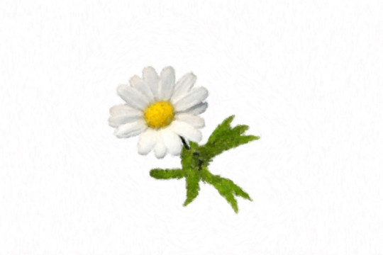 油畫(huà)風(fēng)格的牛眼菊