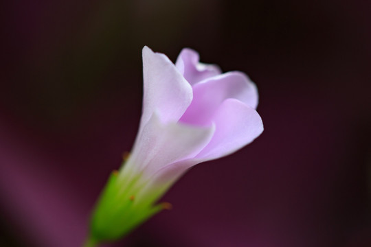 一朵紫色酢浆草花