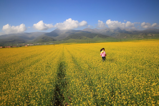 油菜花