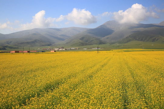 油菜花