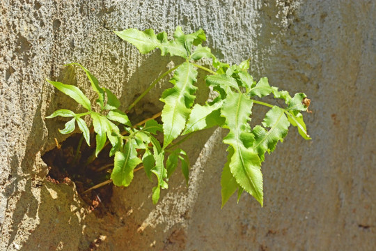 蕨类植物