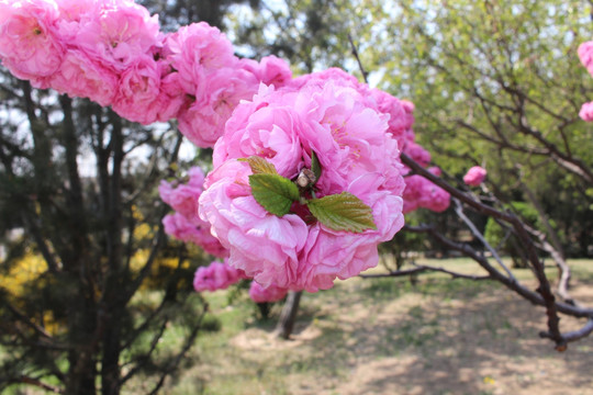 桃花林 桃花