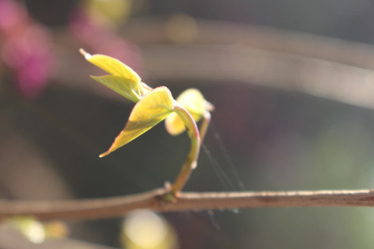 嫩芽 绿芽