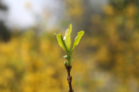 绿芽