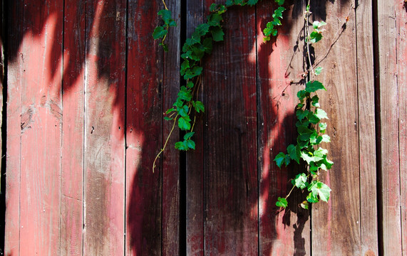 红木墙和爬山虎 背景墙 植物墙