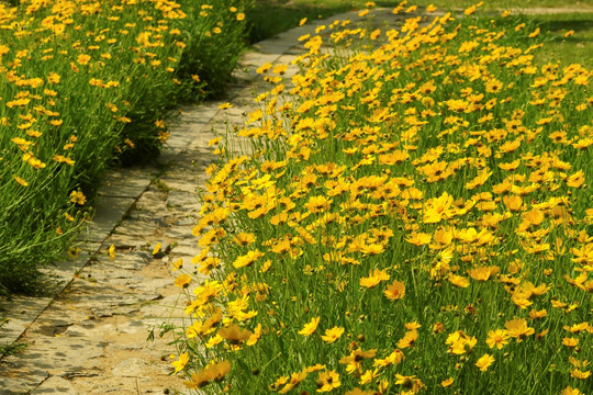 金鸡菊