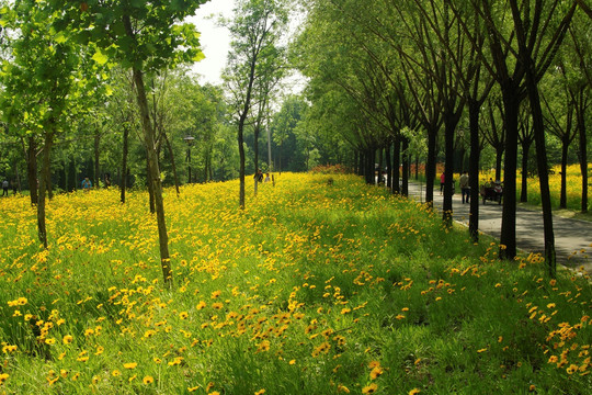 植物园 金鸡菊花海