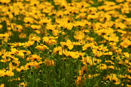 金鸡菊 花丛 花海