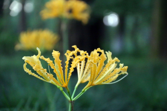 龙爪花