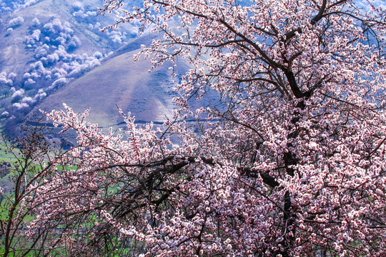 伊犁杏花沟