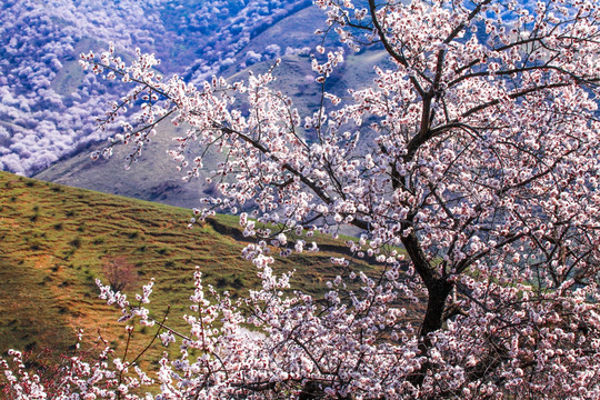 伊犁杏花沟