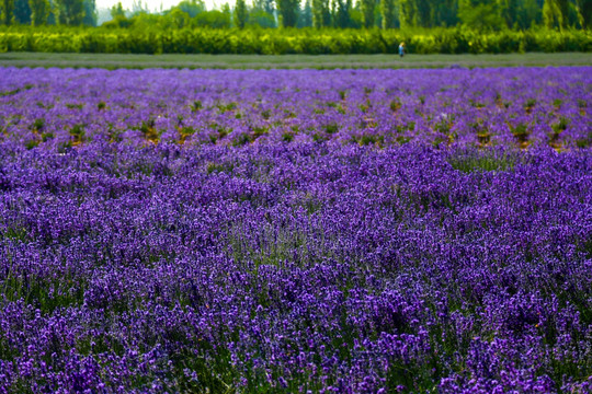 薰衣草花田