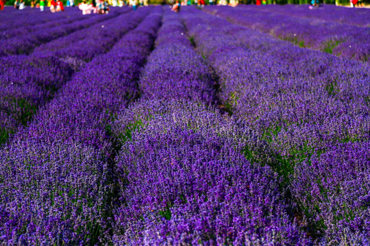 薰衣草花田