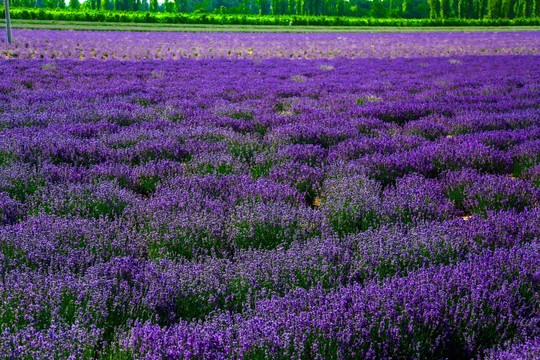 薰衣草花田