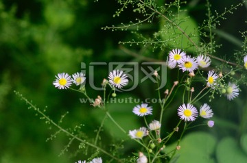 野菊花