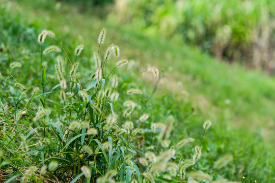 狗尾草丛