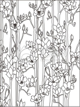 玉蘭花透明