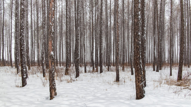 冬日松树林