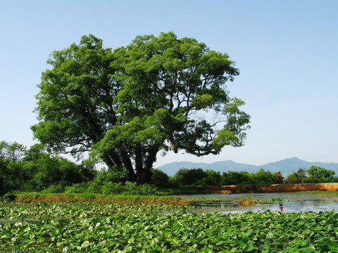 樟树王 中国最大的樟树