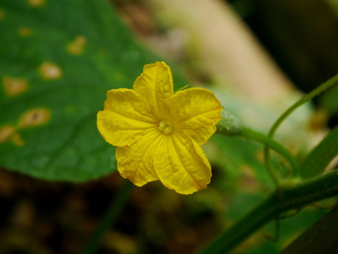 黄瓜花