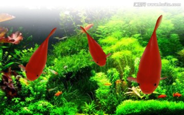 紅魚(yú)鯉魚(yú)