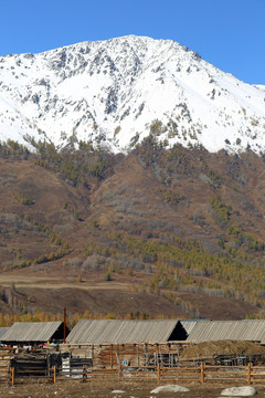 新疆禾木村农舍雪山