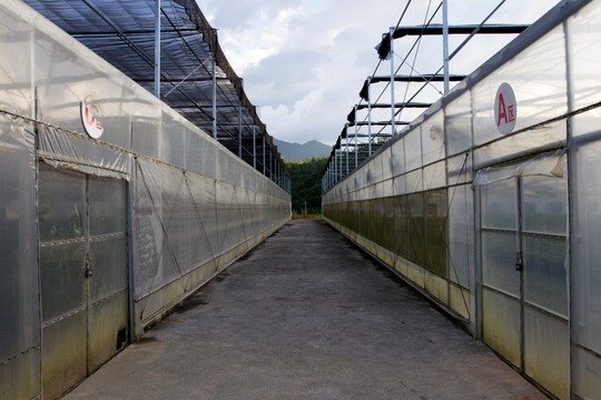 大棚花卉基地