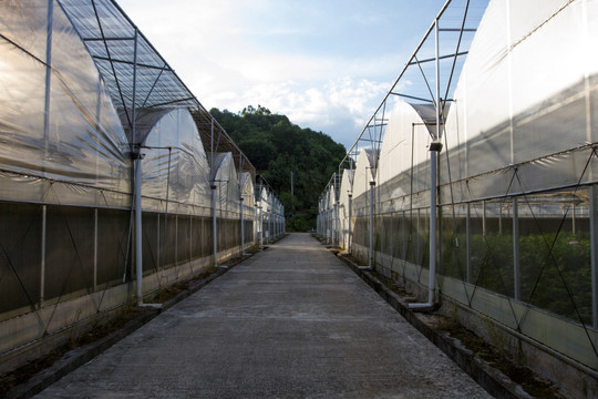 大棚花卉基地