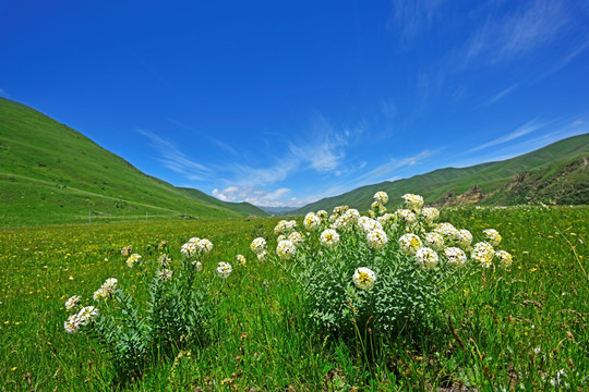 草原花海 狼毒花