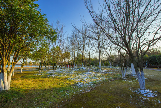 公园雪景