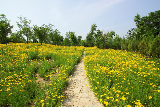 植物园 金鸡菊花海