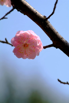 特写 榆叶梅 花朵