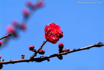 榆叶梅花枝