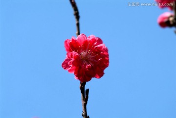 特写 榆叶梅