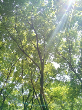 阳光树林背景 透绿 树叶