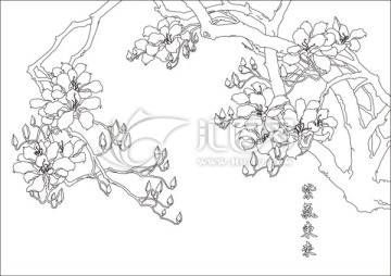 紫氣東來玉蘭花