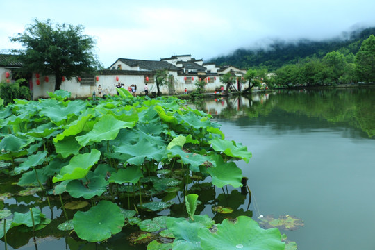 宏村荷塘