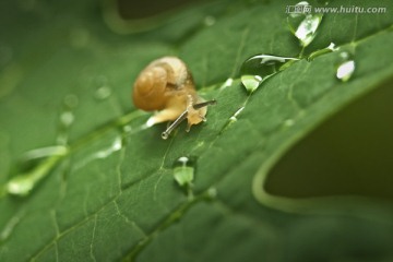 水珠与蜗牛