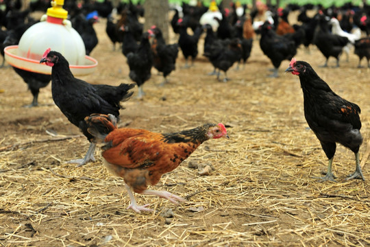 鸡养殖 散养鸡 生态养殖