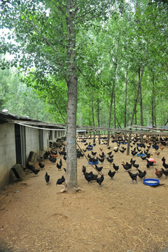 土鸡养殖园