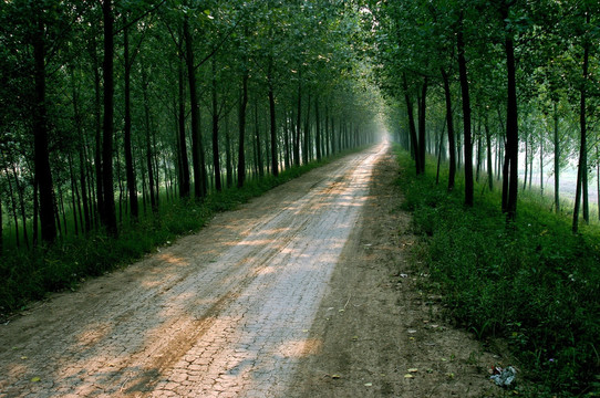 林间小路