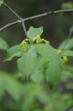 黄色小野花