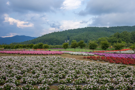 花之都公园