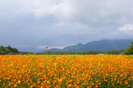 花之都公园