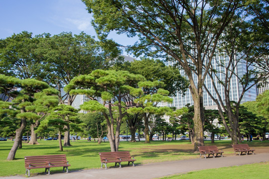 黑松树