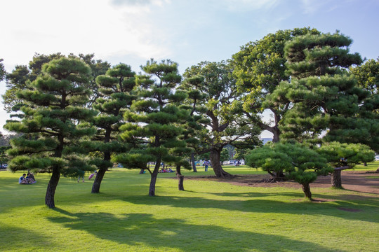 黑松树