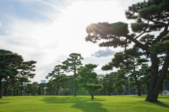 黑松树