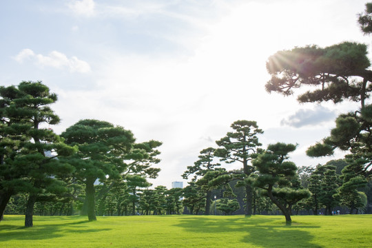 黑松树