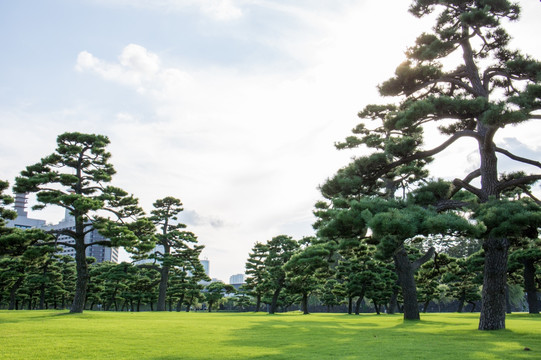 黑松树